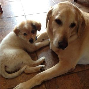 Meet your Posher, Thomas